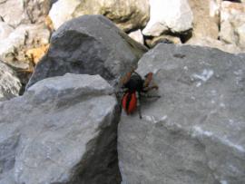 Rookie weekend - 27-28 mai 2006{[]}Rookie weekend - 27-28 mai 2006