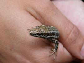 Rookie weekend - 27-28 mai 2006{[]}Rookie weekend - 27-28 mai 2006