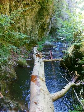 Pere, mere, prune, mure, baita, saritori, canion totul la chilot{[]}Pere, mere, prune, mure, baita, saritori, canion totul la chilot