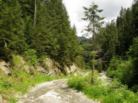 Poiana Marului - Tarcu{[]}Poiana Marului - Tarcu