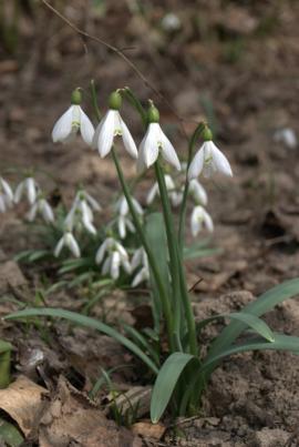 Muncind cu drag la Hercules si HCO{[]}Muncind cu drag la Hercules si HCO