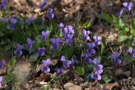 Muncind cu drag la Hercules si HCO{[]}Muncind cu drag la Hercules si HCO