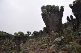 Uhuru Peak{[]}Uhuru Peak