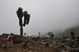 Uhuru Peak{[]}Uhuru Peak