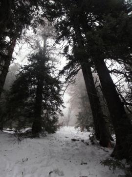 Creasta Costila Galbenele - Solo{[]}Creasta Costila Galbenele - Solo