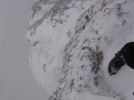 Creasta Costila Galbenele - Solo{[]}Creasta Costila Galbenele - Solo